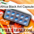 Africa Black Ant Capsule viagra3